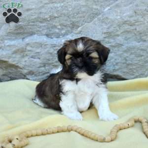 Callie, Shih Tzu Puppy